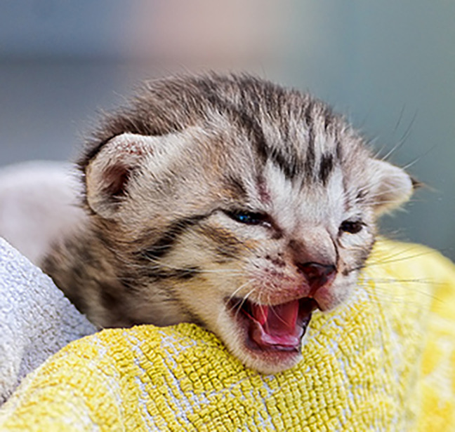 Cute-Savannah-Kitten